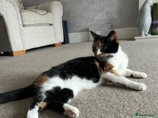Mixed Breed cats Cutest kittens 👀🏡❤️ - Advert 17