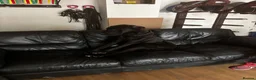 Great Dane dogs for sale: 5 Great Dane puppies for sale in Thetford - Advert 6