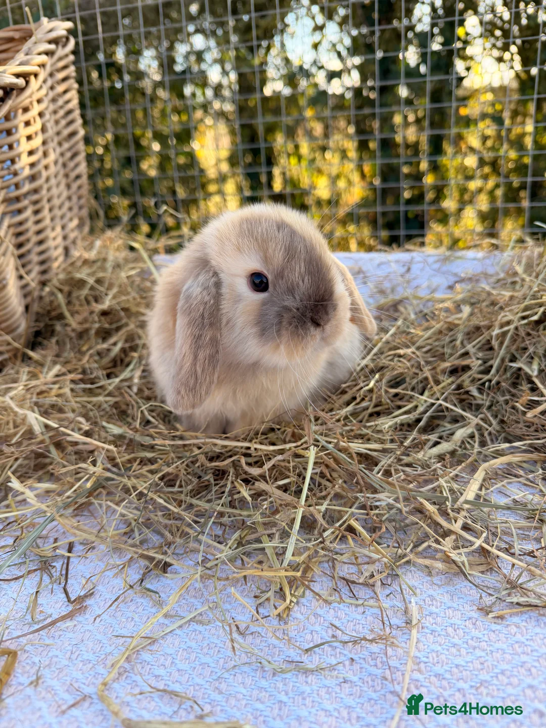 Mini Lop rabbits for sale: Gorgeous mini Lop babies  - Advert 19