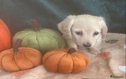 Miniature Dachshund dogs for sale: English creams miniature dachshunds  - Image 21