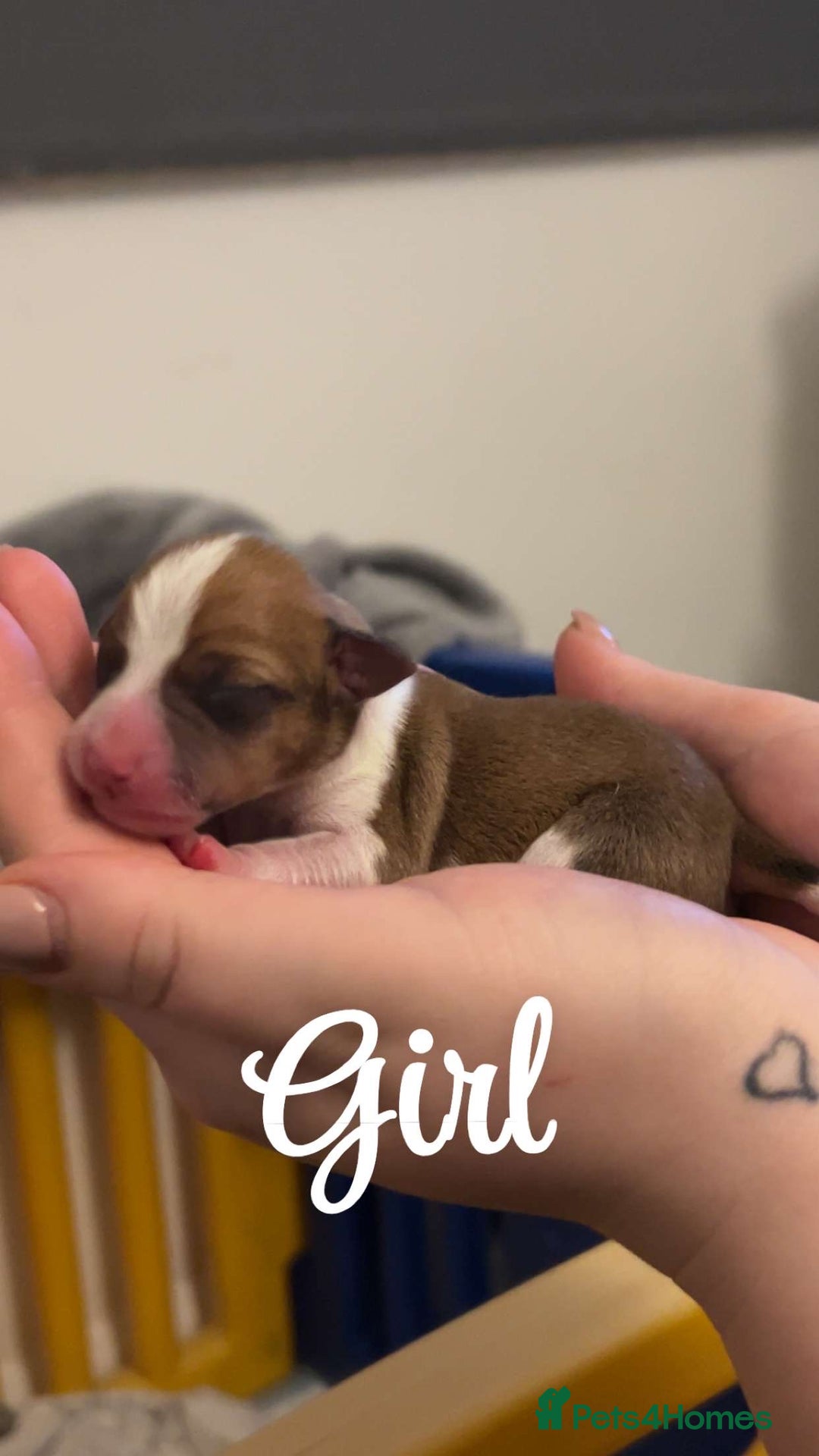 Jack Russell dogs for sale: Jack Russell Terriors  - Advert 7