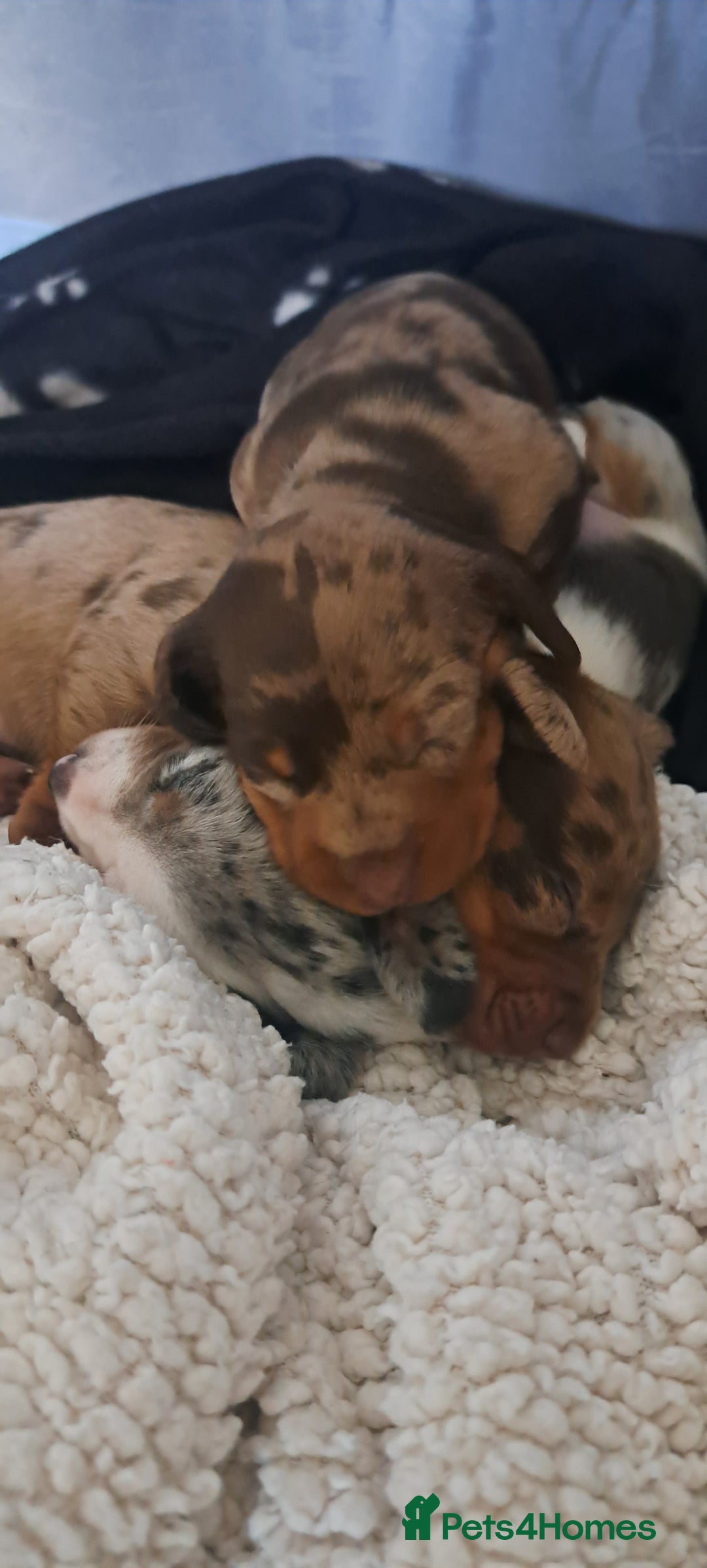 Dachshund dogs for sale: STUNNINGLY,  GORGEOUS DACHSHUND PUPPIES 🐶 😍  - Image 22