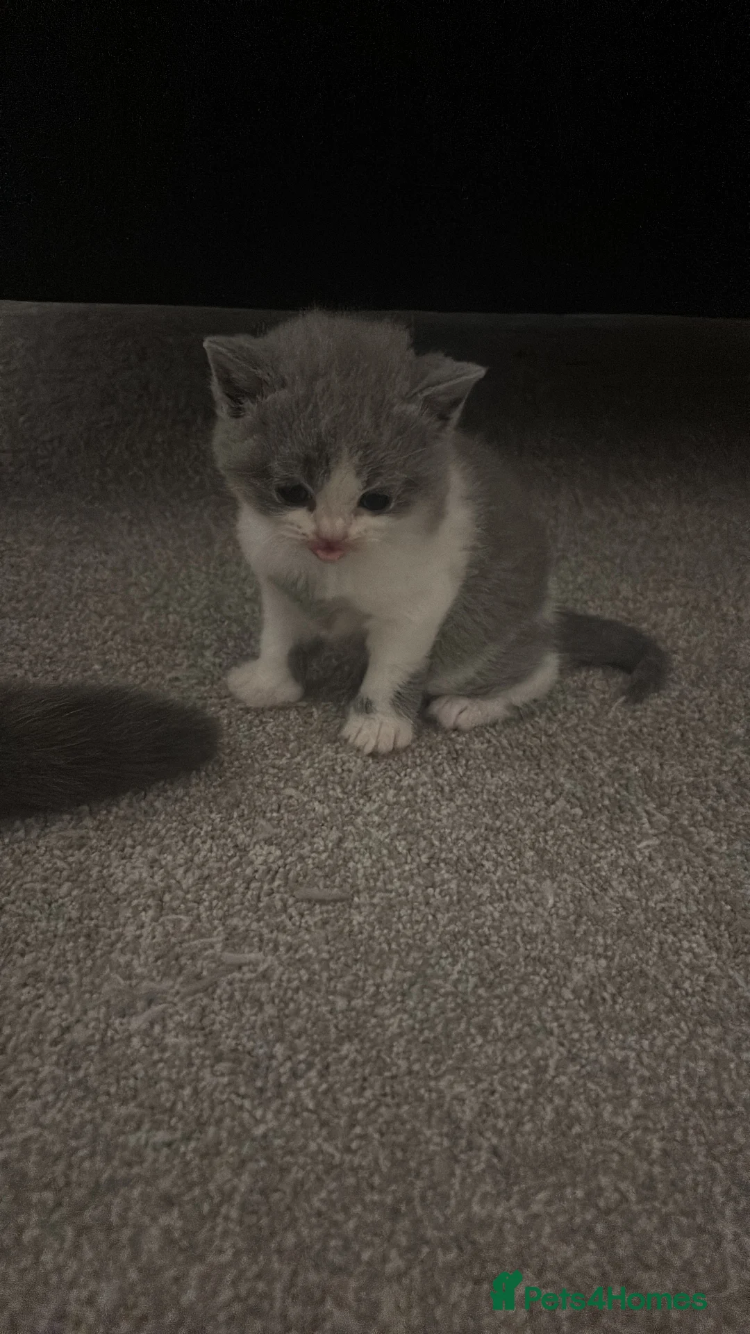 British Shorthair cats for sale: Pure Bred British Shorthair kittens x 4 - Advert 13