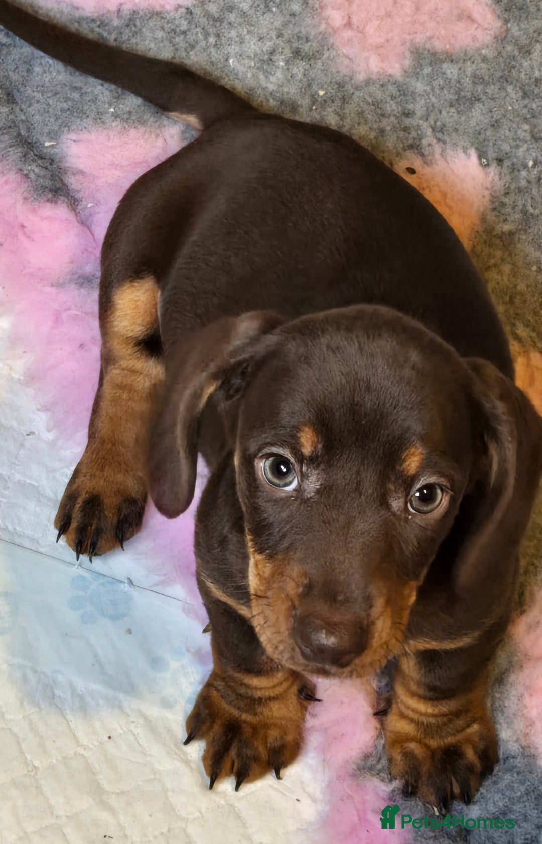Miniature Dachshund dogs for sale: READY NOW...isabella miniature dachshund pups  - Image 2