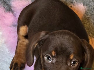 Miniature Dachshund dogs - Advert 35