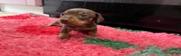 Miniature Dachshund dogs for sale: KC Reg Miniature Dachshund Puppies - PRA Clear  - Advert 10