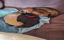 German Shepherd dogs for sale: German shepherd puppies - Image 3