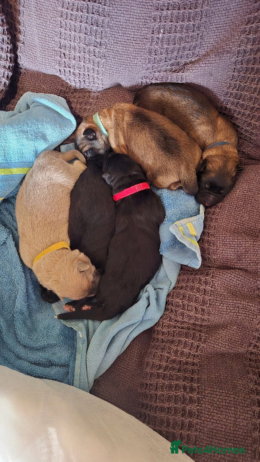 German Shepherd dogs for sale: German shepherd puppies - Image 3