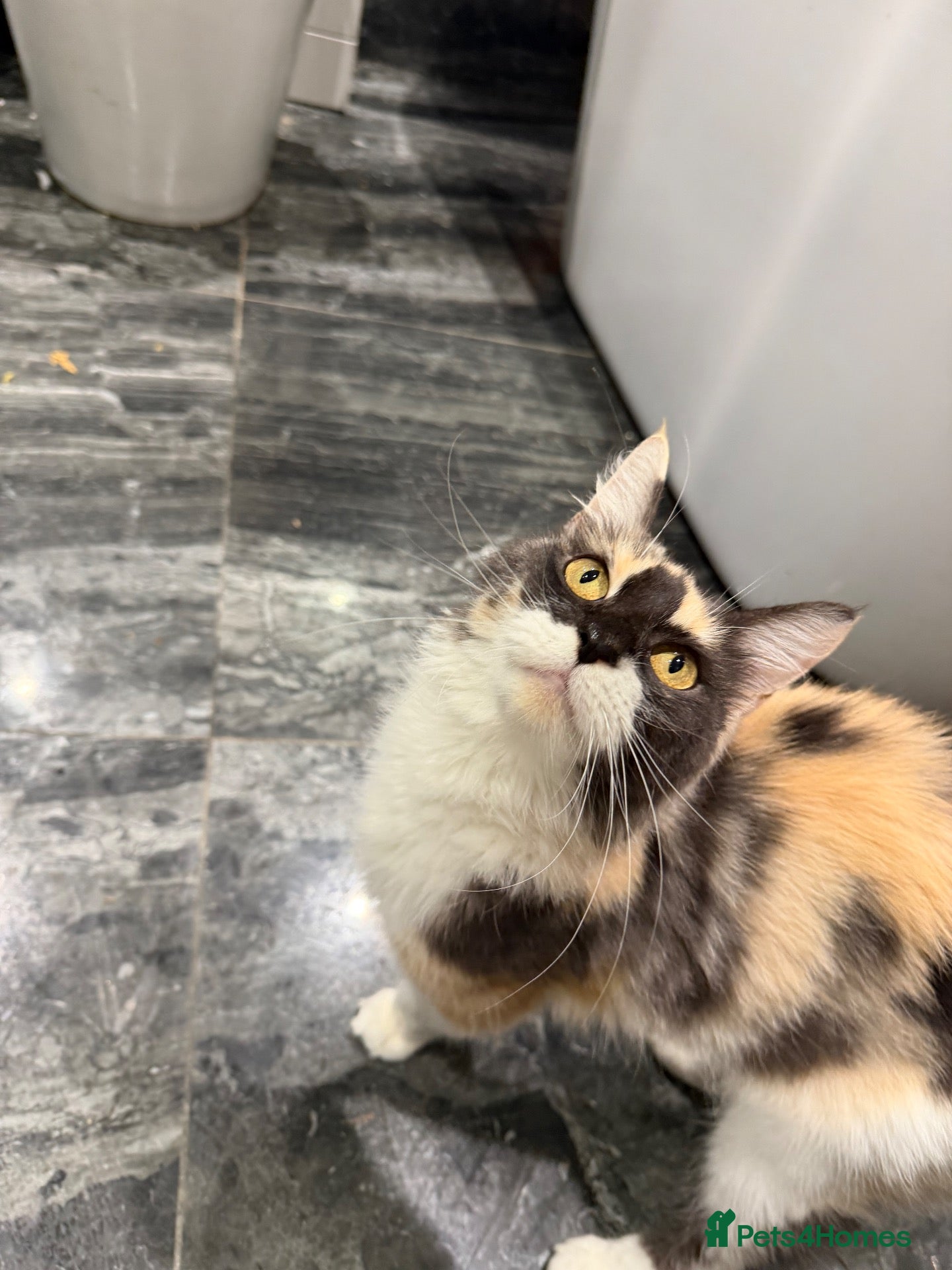 Maine Coon cats for sale: Tica active male and female TWO LEFT CHEAPER PRICE - Advert 2