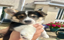 Welsh Corgi Pembroke dogs for sale: Champion bloodline KC reg. Pembrokes - Image 5