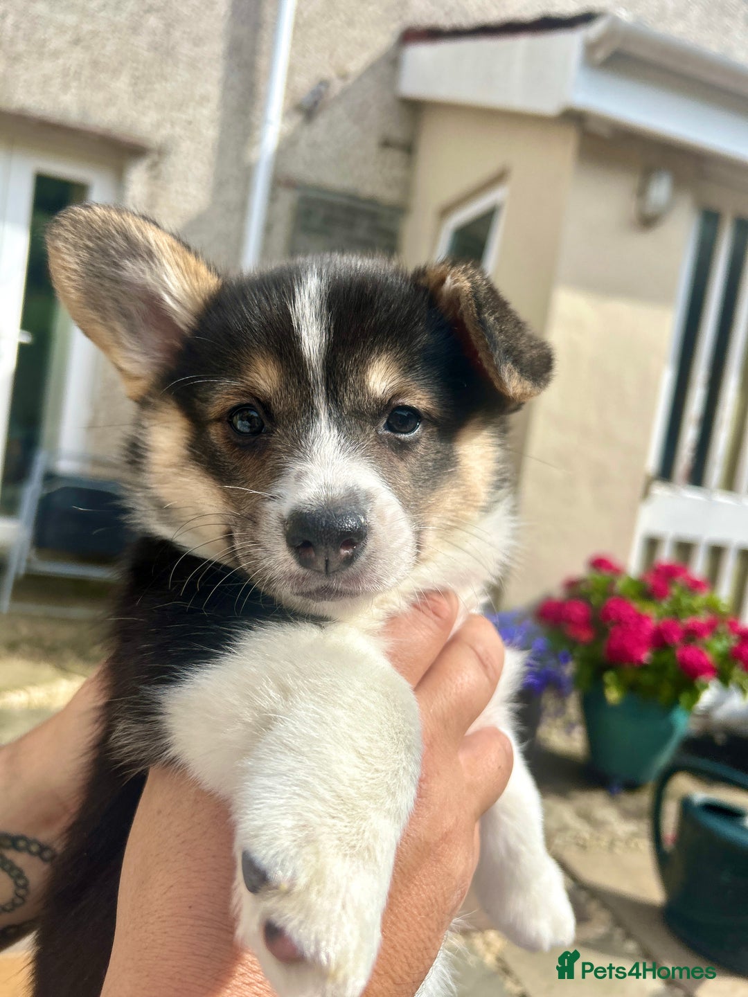 Welsh Corgi Pembroke dogs for sale: Champion bloodline KC reg. Pembrokes - Image 5