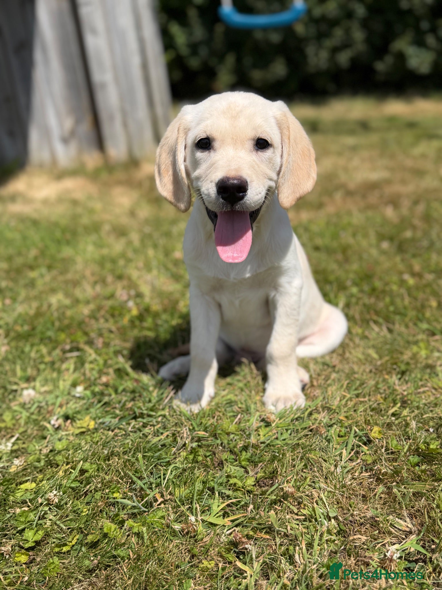 Goldador dogs GORGEOUS GOLDADOR READY NOW  - Advert 2