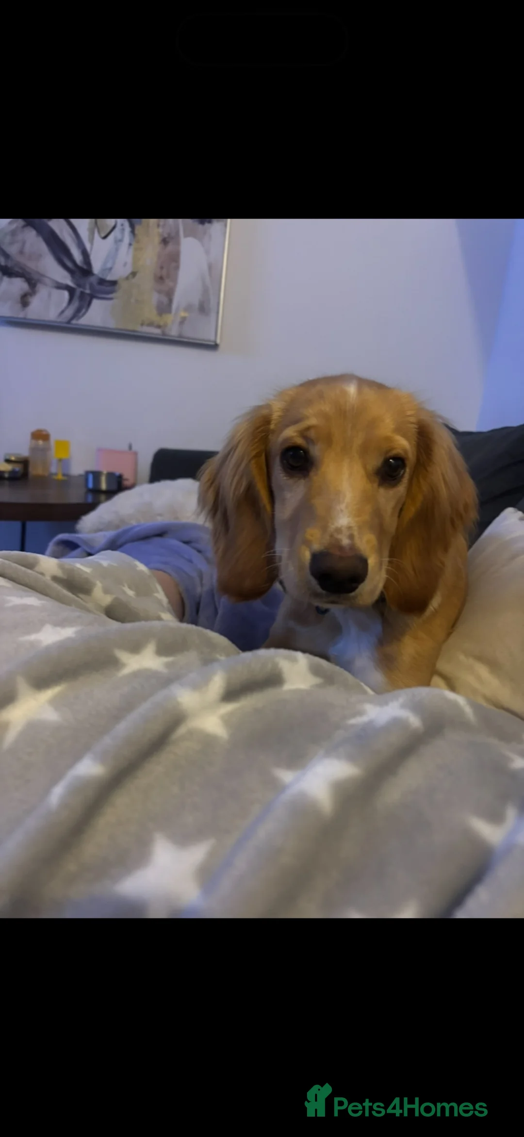 Cocker Spaniel dogs for sale: Cocker spaniel male  in Bristol - Advert 2