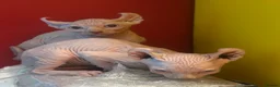Sphynx cats for sale: Last unique split face girl with elf ears!💛 - Advert 30