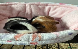 Guinea Pig rodents for sale: 3 Pairs Baby Guinea pigs (2 female pairs 1 male) - Image 4