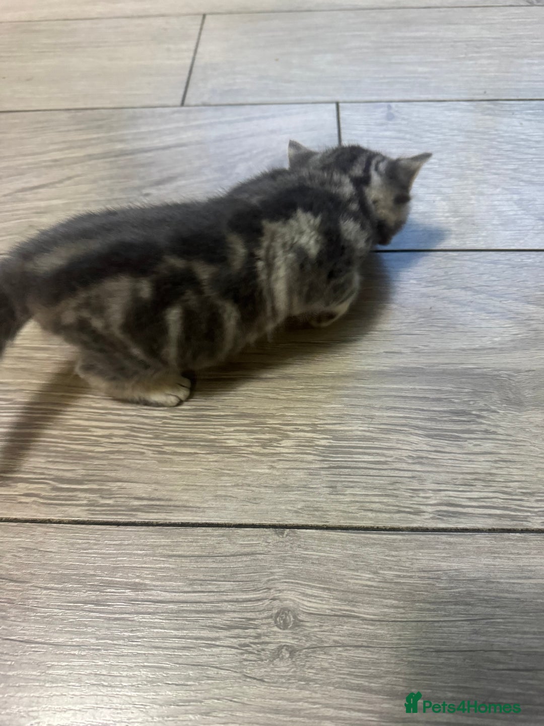 British Shorthair cats for sale: Two kittens for sale  - Advert 6
