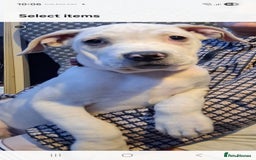 Cane Corso dogs for sale: Beautiful rear straw/white cane corso puppies. - Image 3