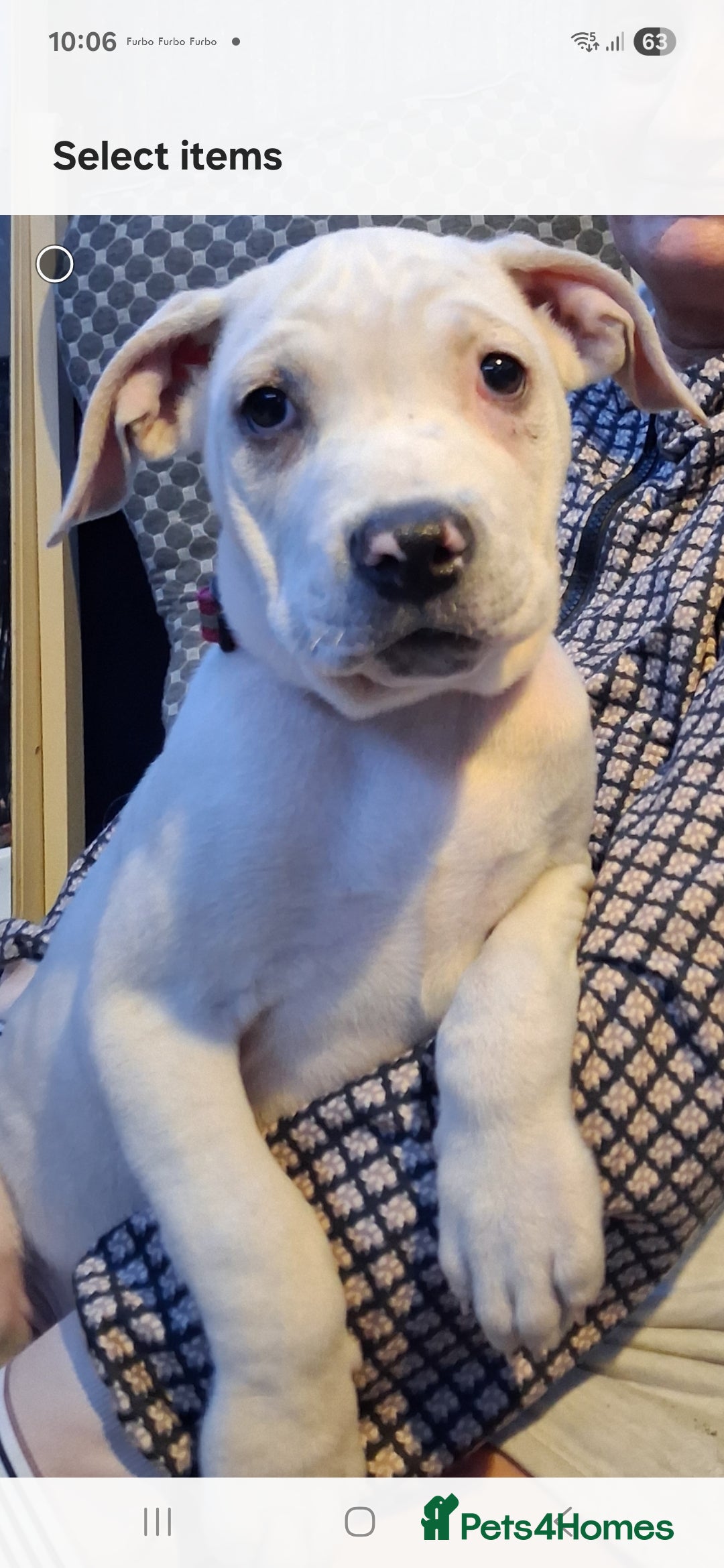 Cane Corso dogs for sale: Beautiful rear straw/white cane corso puppies. - Image 3