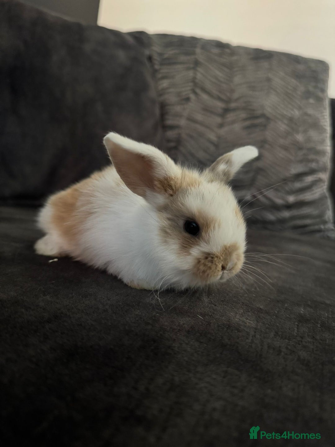 Mini Lop rabbits for sale: Mini Lops & Mini Lion Lops. Separate litters - Image 4