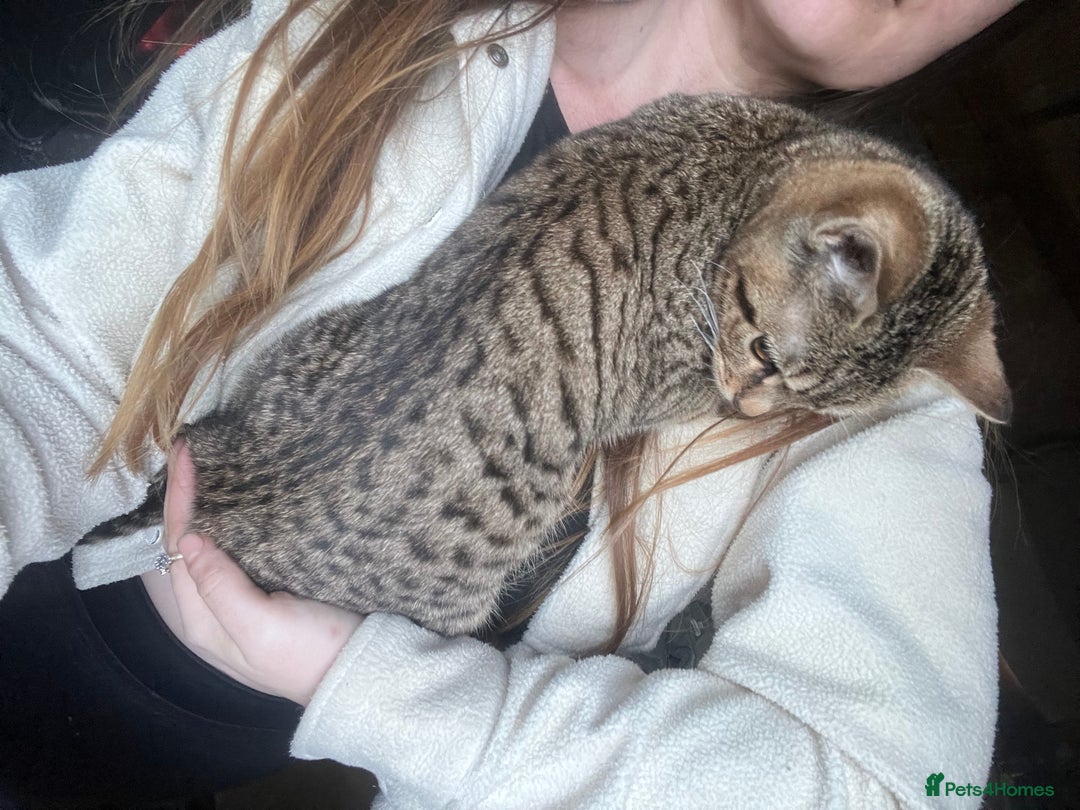 Bengal cats for sale: Bengal kittens  - Advert 3