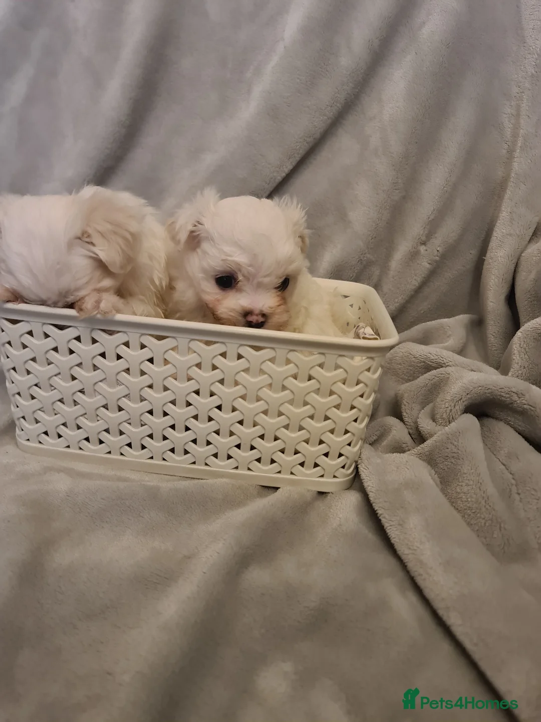 Maltese dogs for sale: Korean Maltese  in Bootle - Advert 7