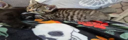Mixed Breed cats for sale: 3 beautiful kittens for sale - Advert 11