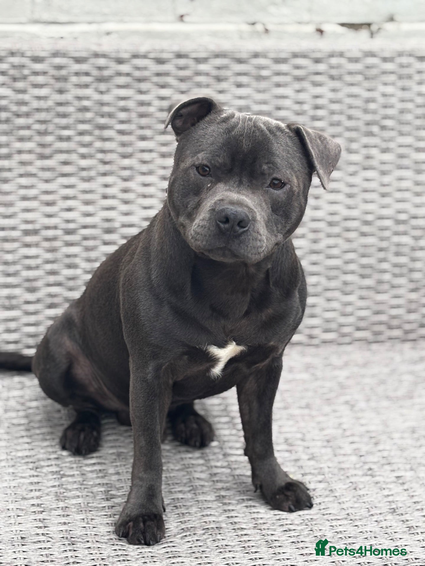 Staffordshire Bull Terrier dogs For Stud - Advert 3