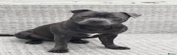 Staffordshire Bull Terrier dogs for stud: For Stud in Rotherham - Advert 1