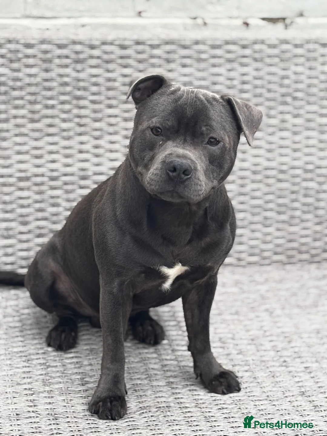 Staffordshire Bull Terrier dogs for stud: For Stud in Rotherham - Advert 1