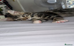 Domestic Shorthair cats for sale: Mixed breed kitten  - Image 6
