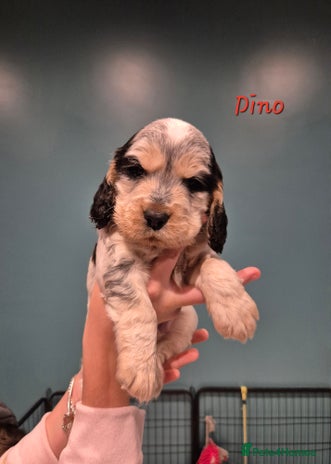 Cocker Spaniel dogs - Advert 5