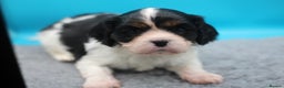Cavalier King Charles Spaniel dogs for sale: Champion lines, heart/health tested, KC registered - Advert 22