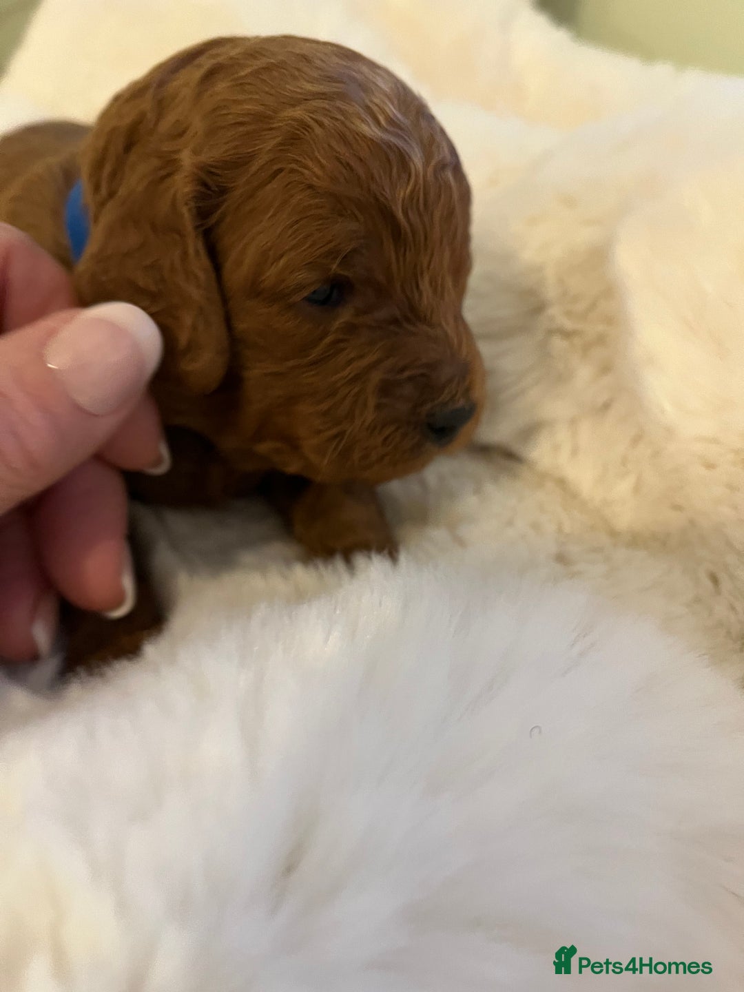 Cavapoo dogs for sale: Stunning chunky cavapoos - Advert 6