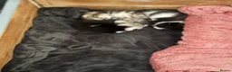 Mixed Breed cats for sale: 8 week old kitten ready to Leave now  - Advert 4