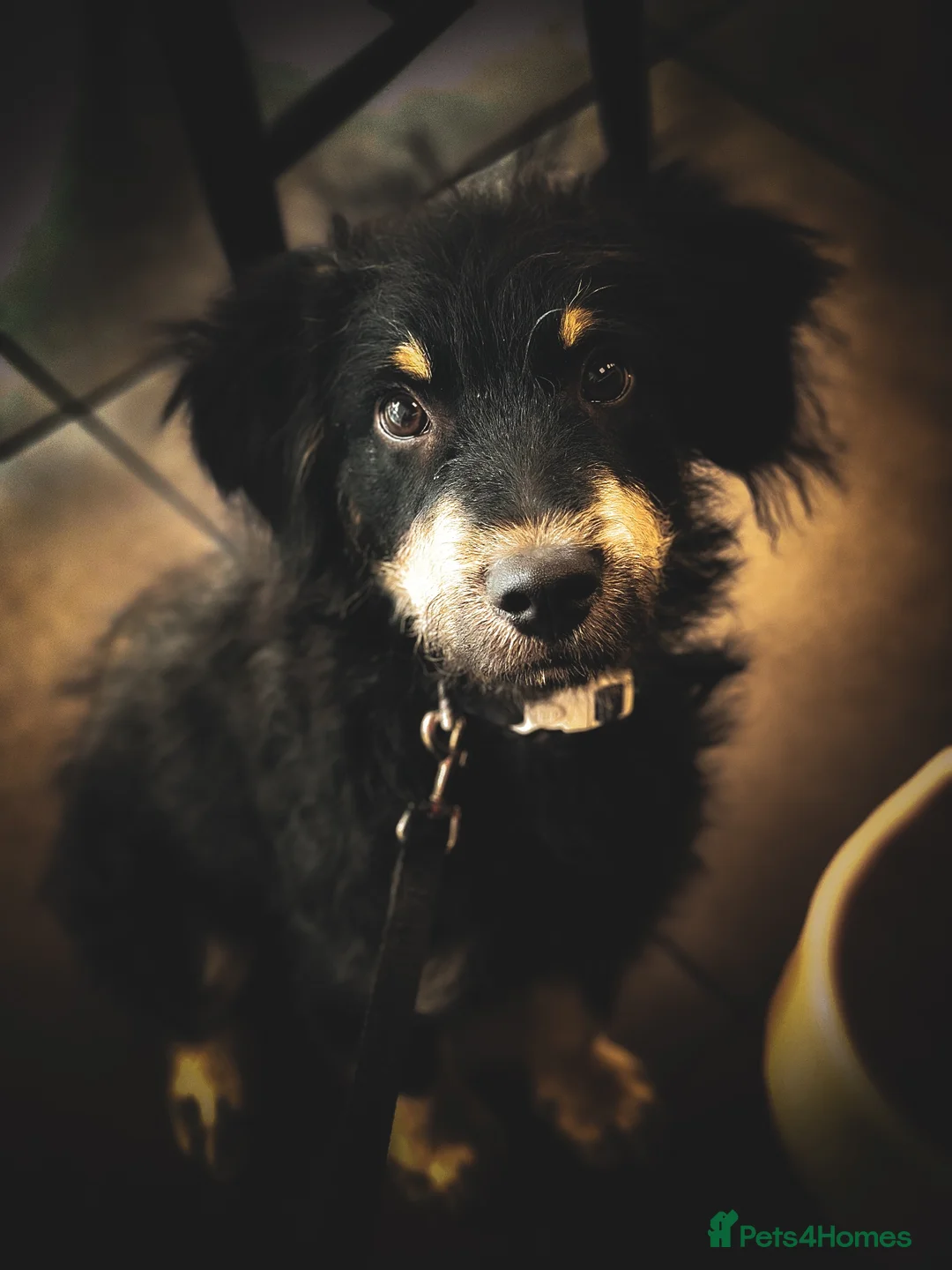 Mixed Breed dogs for sale: Olivier puppy looking for a home - Advert 1