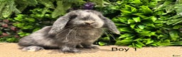Mini Lop rabbits for sale: Mini lops ready to reserve  - Advert 1