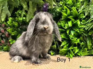 Mini Lop rabbits Mini lops 2 boys left ready to go - Advert 11