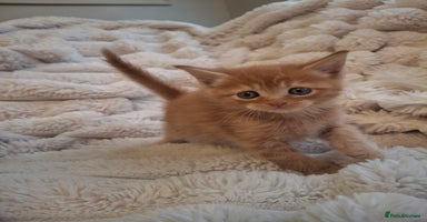 Mixed Breed cats - Advert 8