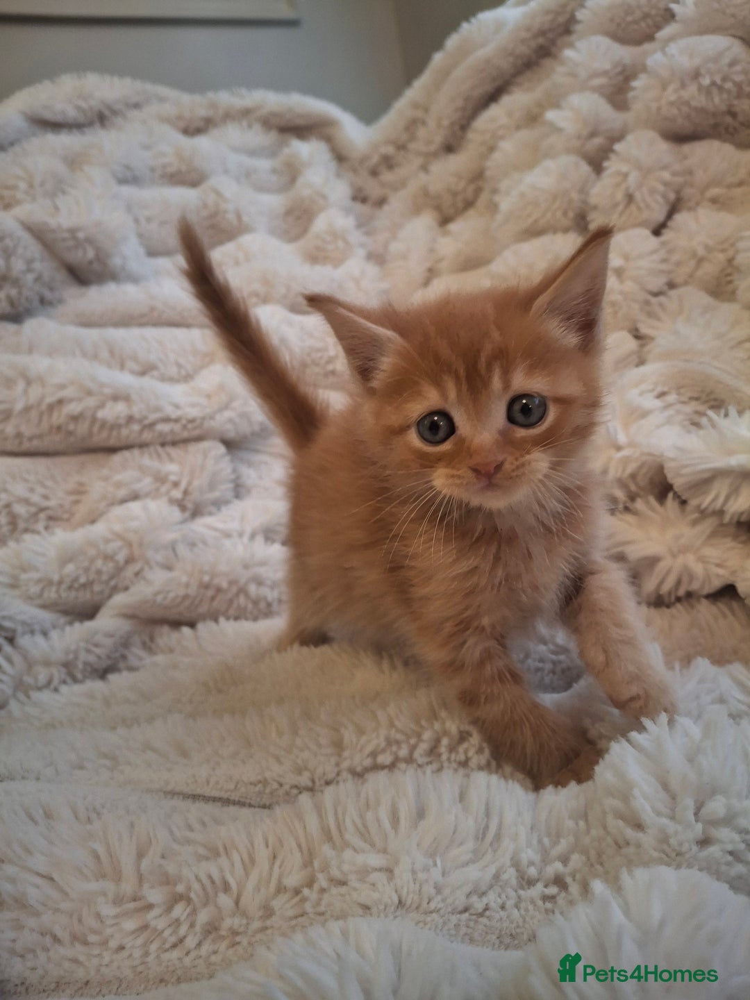 Mixed Breed cats for sale: Gorgeous Maine Coon X boy 💫 - Image 2