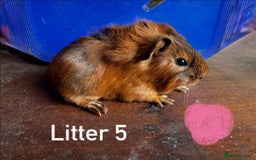 Guinea Pig rodents for sale: Baby Guinea Pigs For Sale - Image 14