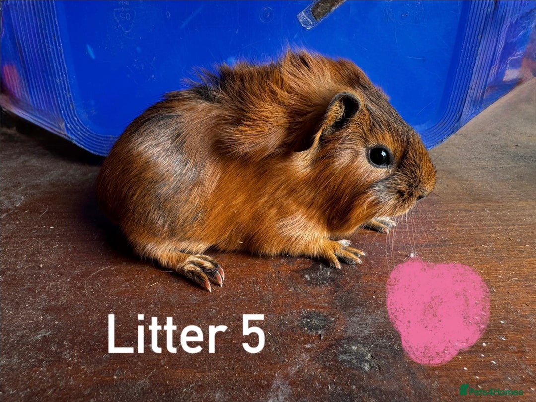 Guinea Pig rodents for sale: Baby Guinea Pigs For Sale - Image 14