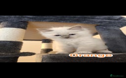 Ragdoll cats for sale: Beautiful Ragdoll Kittens GCCF registered  - Image 15