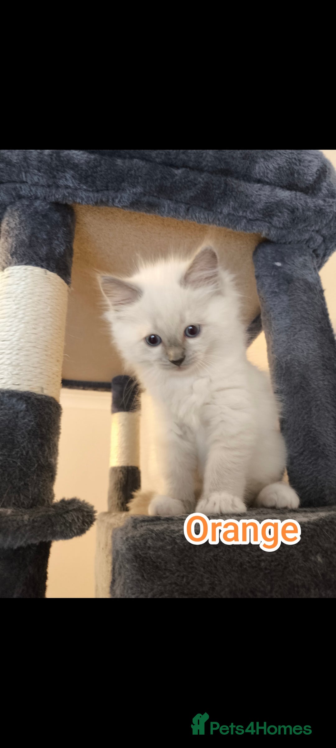 Ragdoll cats for sale: Beautiful Ragdoll Kittens GCCF registered  - Image 15