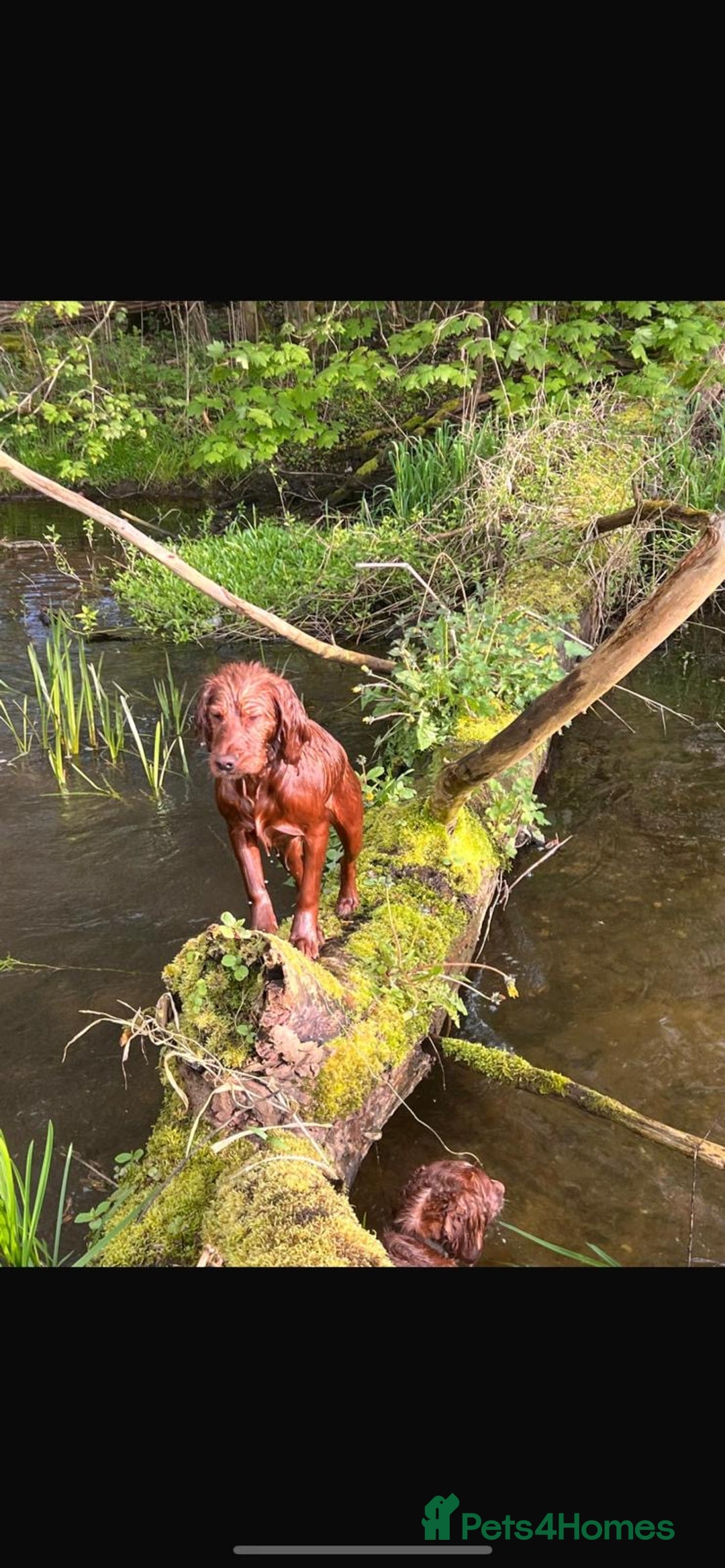 Cocker Spaniel dogs for sale: Beautiful cocker spaniel puppies  - Image 9