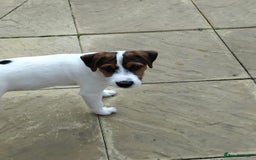 Mixed Breed dogs for sale: Parson Russell Jack Russell Hybrid Puppy  - Image 2