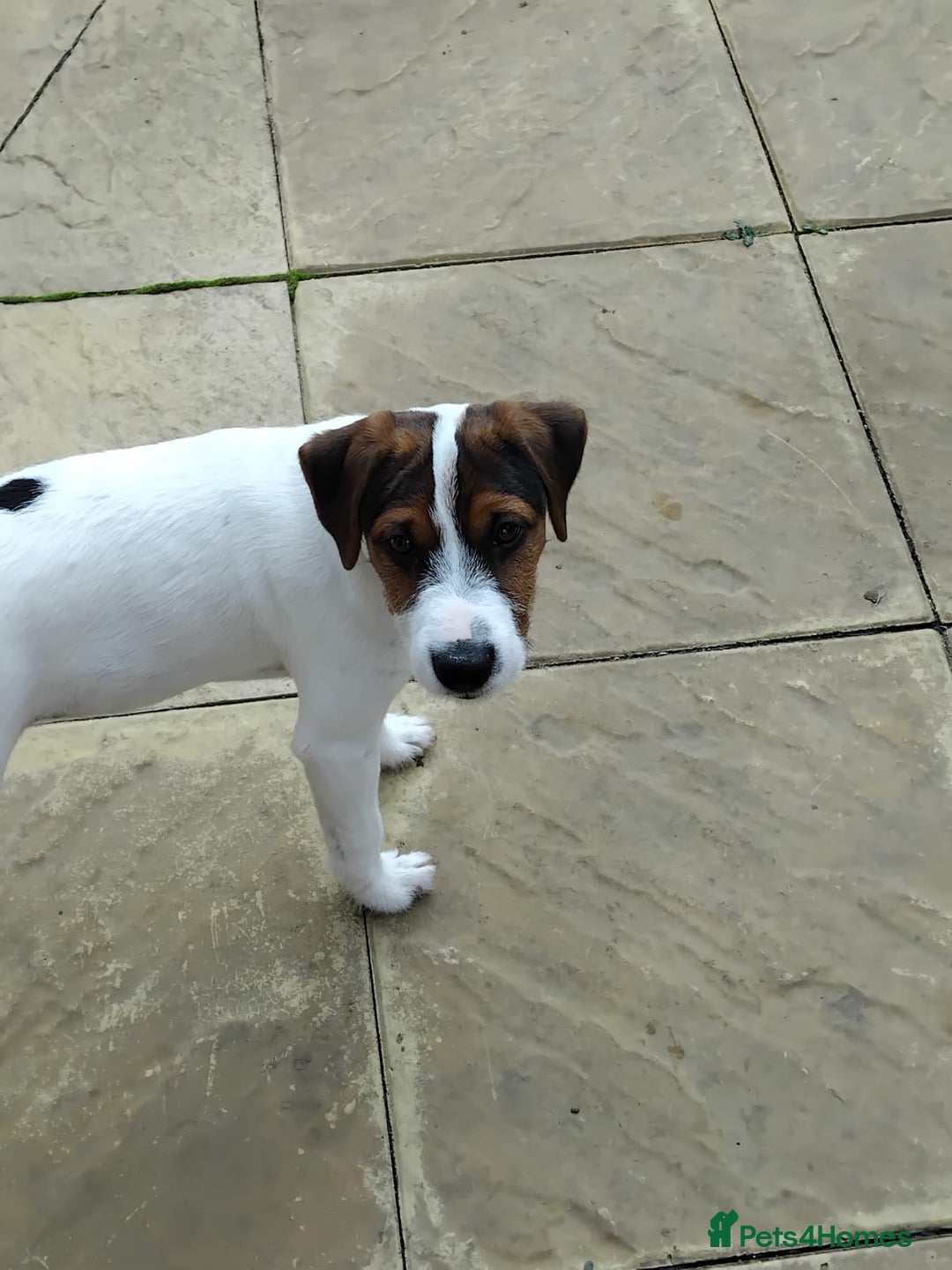 Mixed Breed dogs for sale: Parson Russell Jack Russell Hybrid Puppy  - Image 2