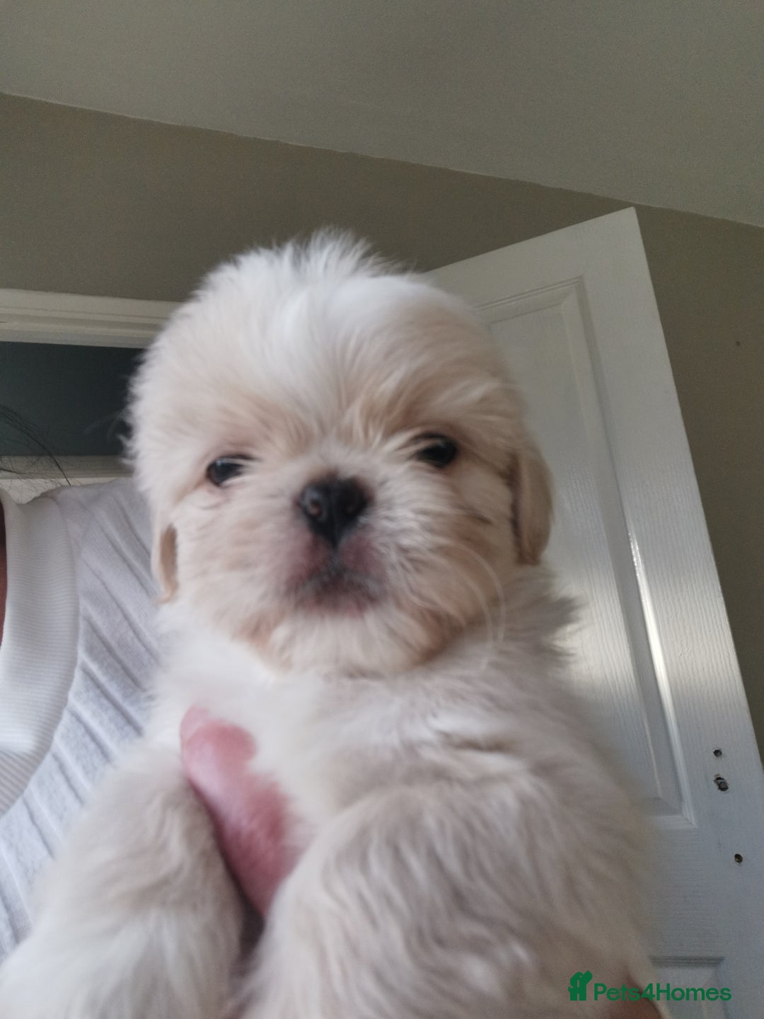 Mixed Breed dogs for sale: Adorable fluffy shihtzu pups - Advert 5