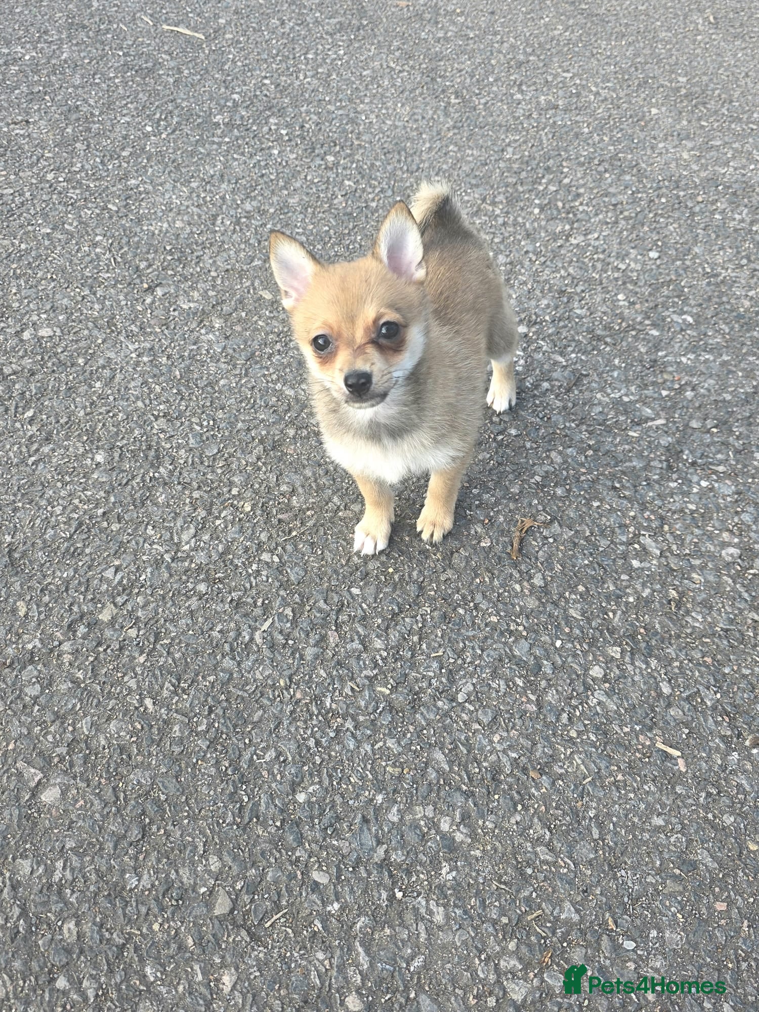 Pomchi dogs Pomchi puppies  - Advert 1