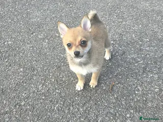 Pomchi dogs Pomchi puppies - Advert 1