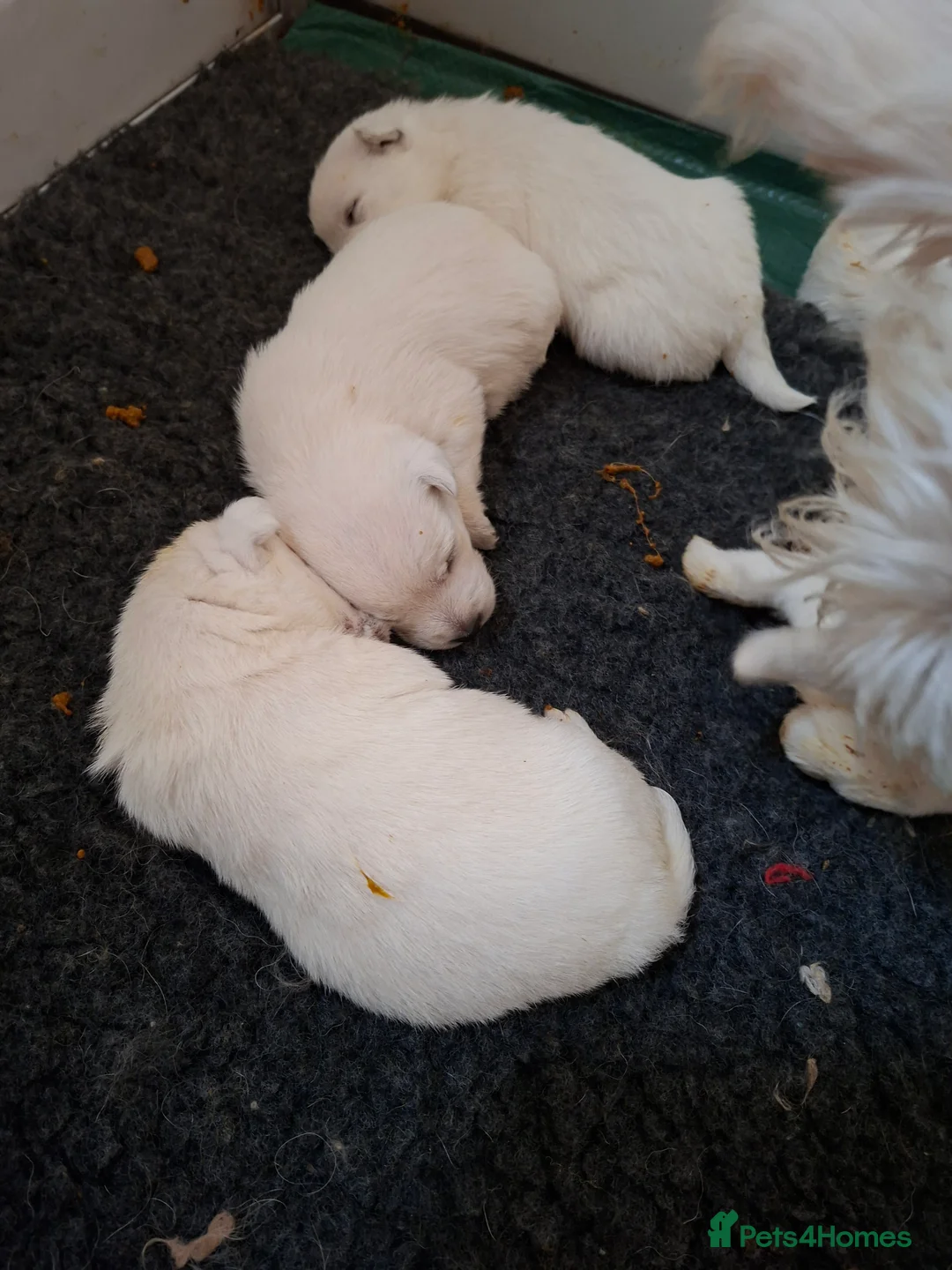 West Highland Terrier dogs for sale: FifeWesties  - Advert 11